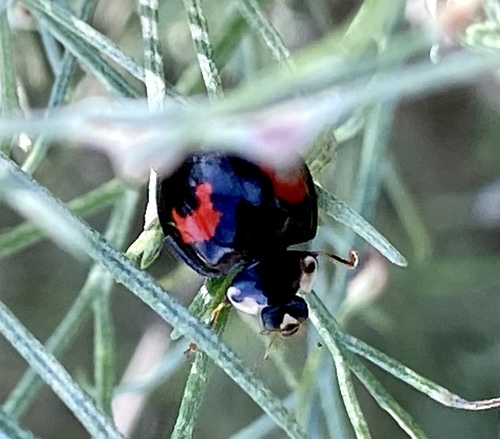 iNaturalist observation photo of Asian Lady Beetle