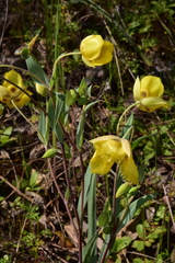 Calochortus monophyllus