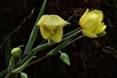 Calochortus monophyllus
