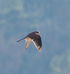 Falco tinnunculus