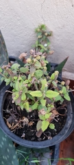 Stevia rebaudiana