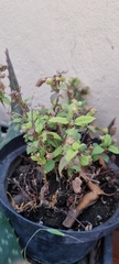 Stevia rebaudiana