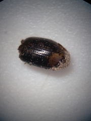 Barypeithes pellucidus