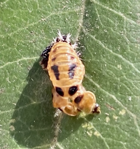 iNaturalist observation photo of Asian Lady Beetle