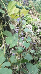 Calopogonium caeruleum