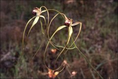 Caladenia excelsa