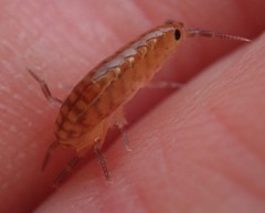 Traskorchestia traskiana