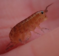 Traskorchestia traskiana