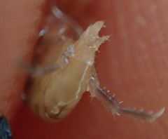 Traskorchestia traskiana