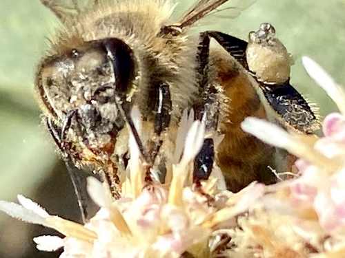 iNaturalist observation photo of Western Honey Bee