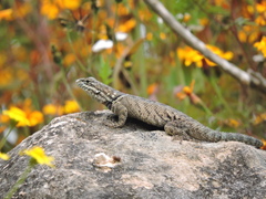 Sceloporus dugesii