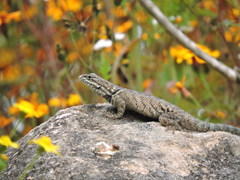Sceloporus dugesii