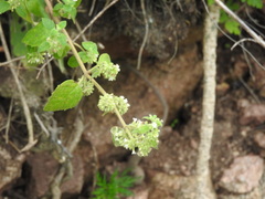 Minthostachys verticillata