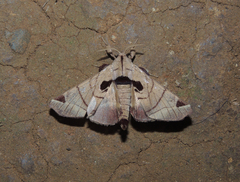 Apatelodes pandarioides