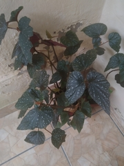 Begonia