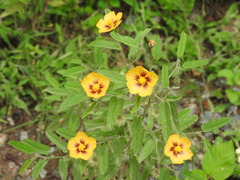 Gaya parviflora