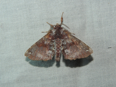 Apatelodes albipunctata