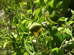 Aristolochia argentina
