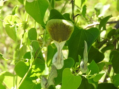 Aristolochia argentina