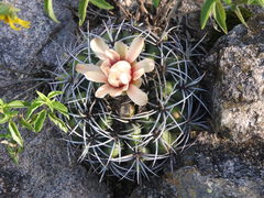 Gymnocalycium mostii