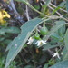 Solanum stuckertii - Photo (c) Tomás Aguirre Vallés, algunos derechos reservados (CC BY-NC), subido por Tomás Aguirre Vallés