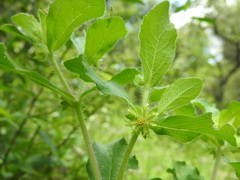 Acanthospermum hispidum