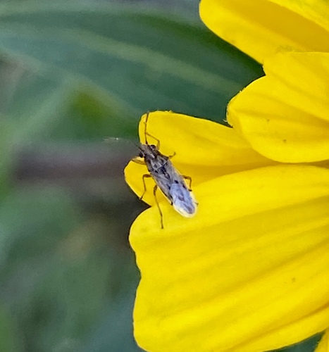 iNaturalist observation photo of Orsillinae