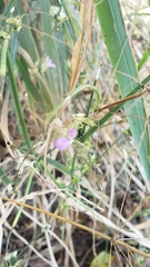 Dicliptera resupinata