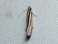 Leptosaces schistopa