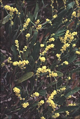 Synaphea floribunda