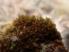 Ptychostomum imbricatulum
