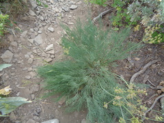 Lomatium graveolens graveolens