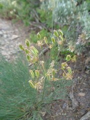 Lomatium graveolens graveolens