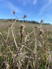 Eryngium armatum