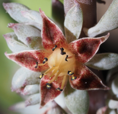 Thompsonella minutiflora