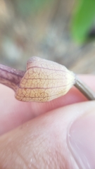 Aristolochia carterae