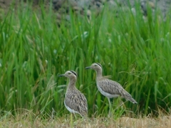 Burhinus