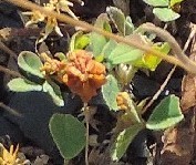 Trifolium campestre