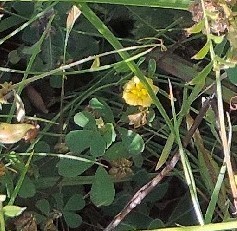 Trifolium campestre