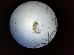 Hyalella azteca