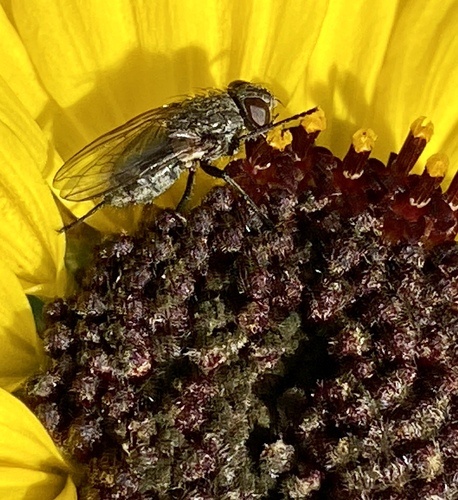 iNaturalist observation photo of Cluster Flies