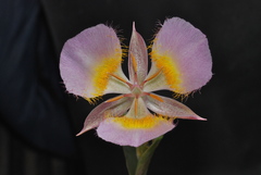 Calochortus persistens