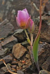 Calochortus persistens