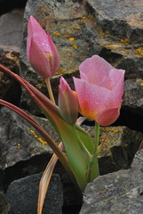 Calochortus persistens