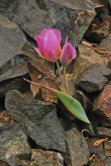 Calochortus persistens