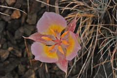Calochortus persistens