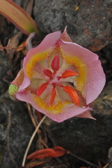 Calochortus persistens