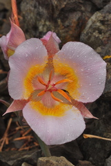 Calochortus persistens