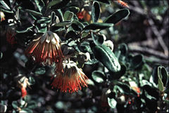 Diplolaena dampieri