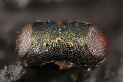 Pteromalini